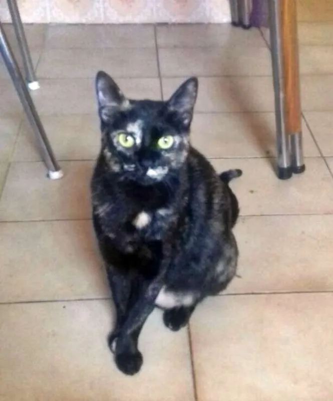 Gato ra a SRD idade 3 anos nome Oncinha