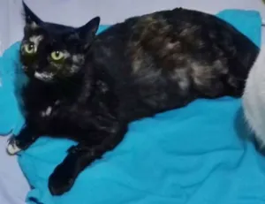 Gato raça SRD idade 3 anos nome Oncinha