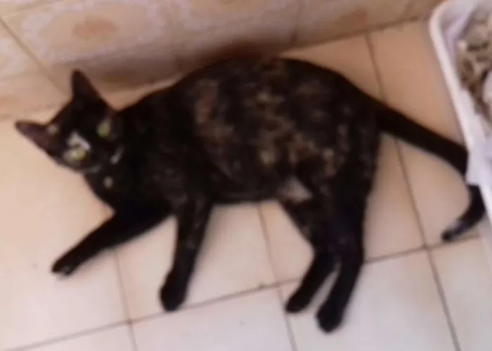 Gato ra a SRD idade 3 anos nome Oncinha