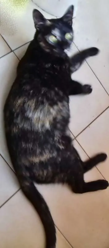 Gato ra a SRD idade 3 anos nome Oncinha