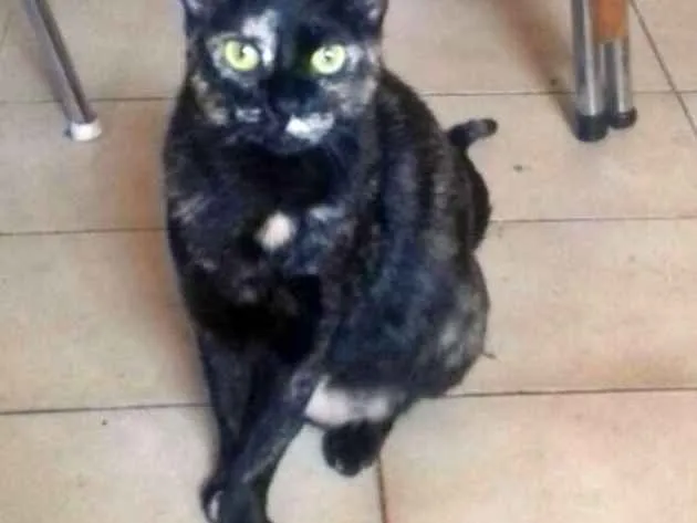 Gato ra a SRD idade 3 anos nome Oncinha