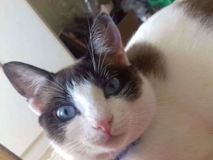 Gato ra a SRD idade 3 anos nome Clarinha