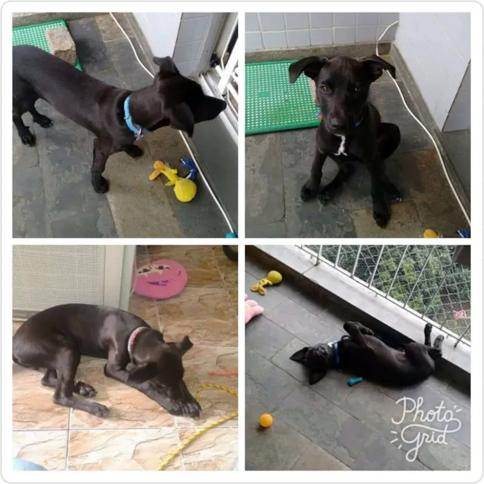 Cachorro ra a Srd idade 2 a 6 meses nome Pingo