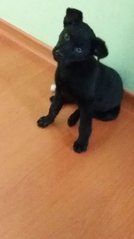 Cachorro ra a SRD idade 2 a 6 meses nome Pingo