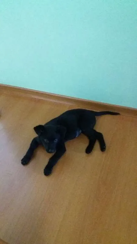 Cachorro ra a SRD idade 2 a 6 meses nome Pingo