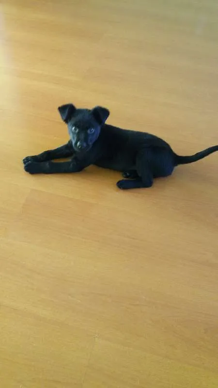 Cachorro ra a SRD idade 2 a 6 meses nome Pingo