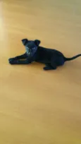 Pingo