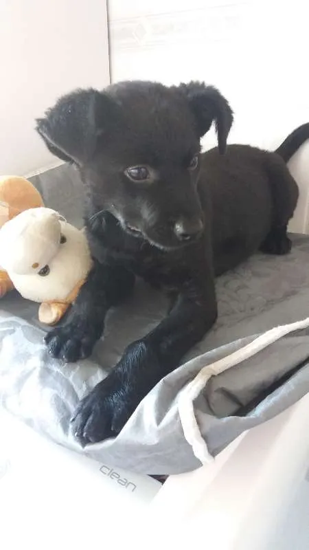 Cachorro ra a SRD idade 2 a 6 meses nome Pingo