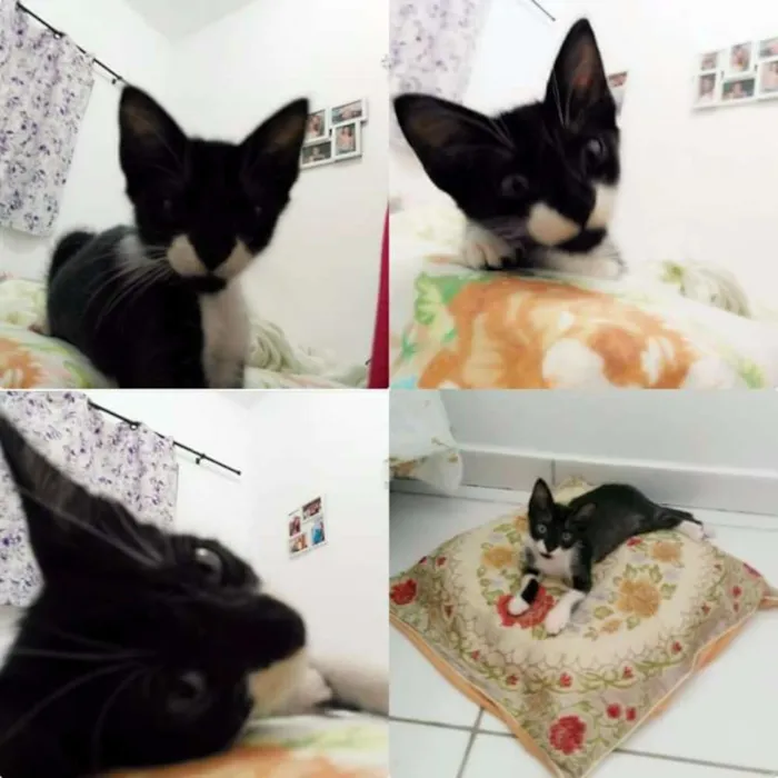 Gato ra a Não sei a raça idade 2 a 6 meses nome Serena