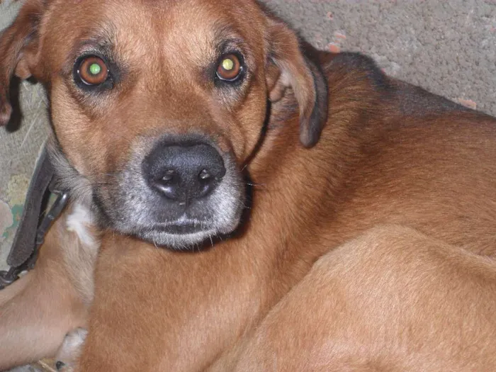 Cachorro ra a Labrador/FILA idade 6 ou mais anos nome TOTE