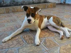 Cachorro raça Mestiço de Boxer  idade 2 anos nome Scooby
