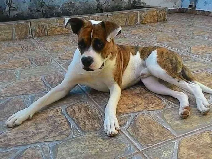 Cachorro ra a Mestiço de Boxer  idade 2 anos nome Scooby