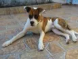 Scooby
