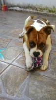 Scooby