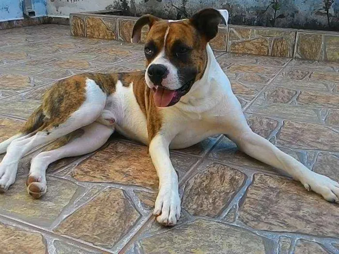 Cachorro ra a Mestiço de Boxer  idade 2 anos nome Scooby