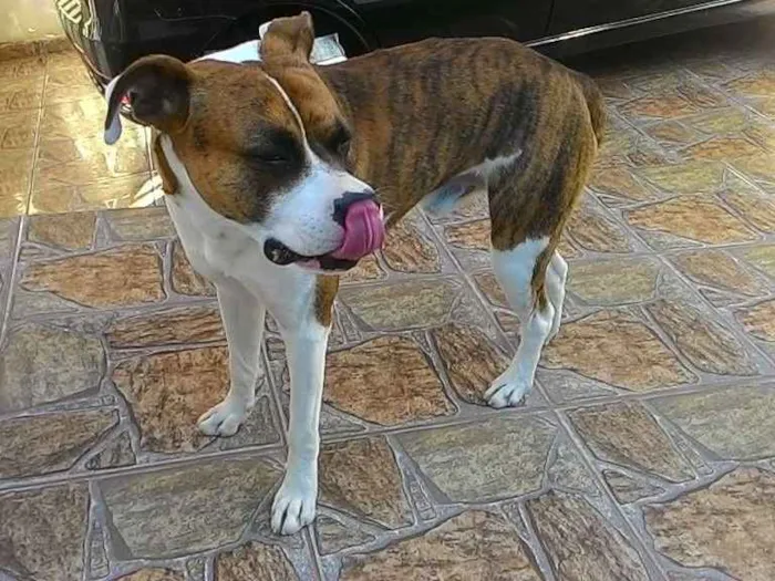 Cachorro ra a Mestiço de Boxer  idade 2 anos nome Scooby