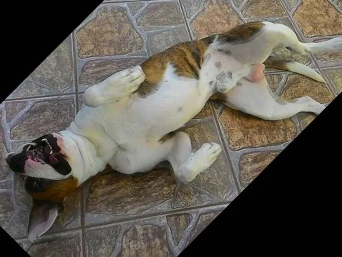 Cachorro ra a Mestiço de Boxer  idade 2 anos nome Scooby
