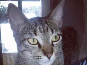 Gato raça Srd idade 2 a 6 meses nome Romeu