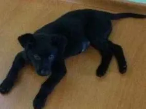 Cachorro raça SRD idade 2 a 6 meses nome Pingo