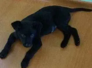 Cachorro ra a SRD idade 2 a 6 meses nome Pingo
