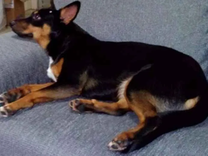Cachorro ra a mistura  idade 1 ano nome Nina