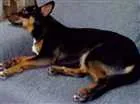 Cachorro raça mistura  idade 1 ano nome Nina