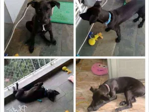 Cachorro raça Srd idade 2 a 6 meses nome Pingo