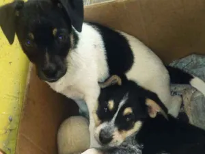 Cachorro raça vira lata idade Abaixo de 2 meses nome Dama