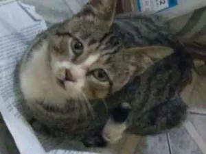 Gato raça Mestiço idade 4 anos nome Não tem nome 