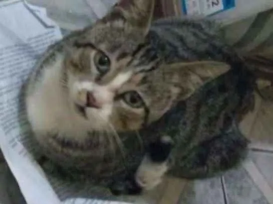 Gato ra a Mestiço idade 4 anos nome Não tem nome 