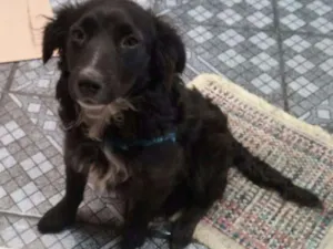 Cachorro raça  idade 7 a 11 meses nome Snoopy