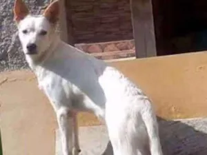 Cachorro raça Vira lata idade 7 a 11 meses nome Diamante