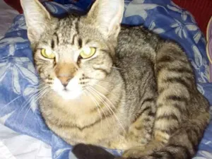 Gato raça  idade 2 a 6 meses nome Ragi