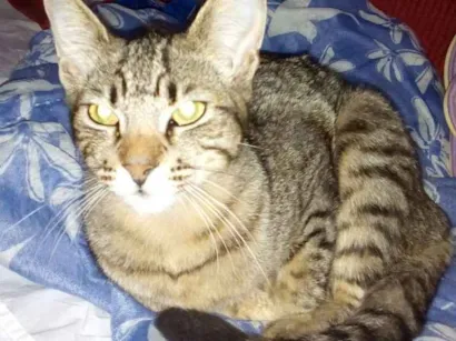 Gato raça  idade 2 a 6 meses nome Ragi