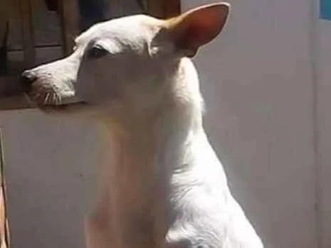 Cachorro ra a VIRA LATA idade 7 a 11 meses nome DIAMANTE