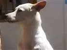 Cachorro raça VIRA LATA idade 7 a 11 meses nome DIAMANTE