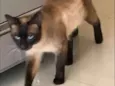 Nescau