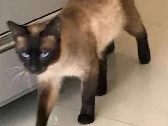 Gato ra a Siamês  idade 7 a 11 meses nome Nescau