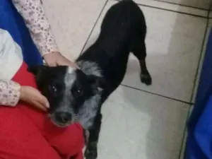 Cachorro raça SRD idade 2 a 6 meses nome Sem nome