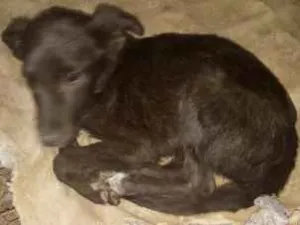 Cachorro raça SRD idade 2 a 6 meses nome sem nome 