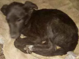 Cachorro ra a SRD idade 2 a 6 meses nome sem nome 