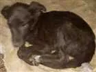 Cachorro raça SRD idade 2 a 6 meses nome sem nome 