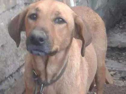 Cachorro ra a srd idade 3 anos nome lola 