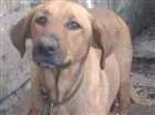 Cachorro raça srd idade 3 anos nome lola 
