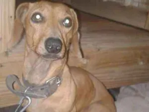 Cachorro raça Dachshund idade 4 anos nome veinho 