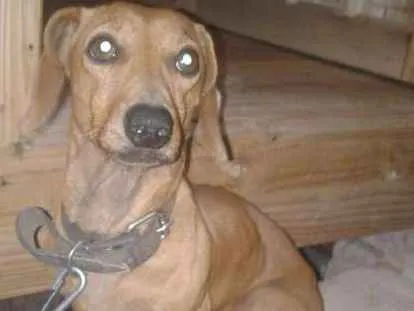 Cachorro ra a Dachshund idade 4 anos nome veinho 