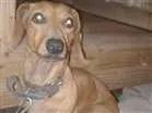 Cachorro raça Dachshund idade 4 anos nome veinho 