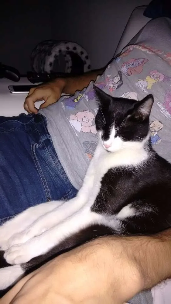 Gato ra a sem raça definida idade 7 a 11 meses nome Severo