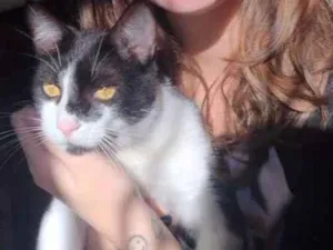 Gato raça sem raça definida idade 7 a 11 meses nome Severo