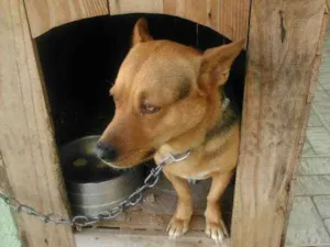 Cachorro raça  idade 4 anos nome Billy 